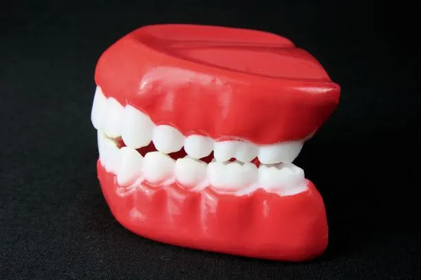 Root Canal 22 enture model